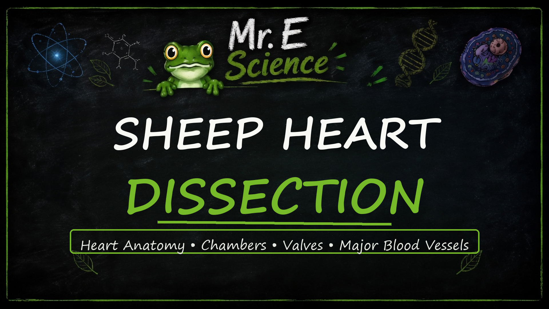 Sheep Heart Dissection